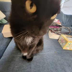 Meet your Posher, Rowan